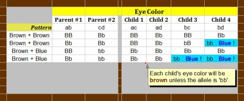 "Simple Baby Eye Color Predictor" : image by Mike DeHaan